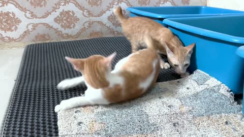 cat fighting!! so cute