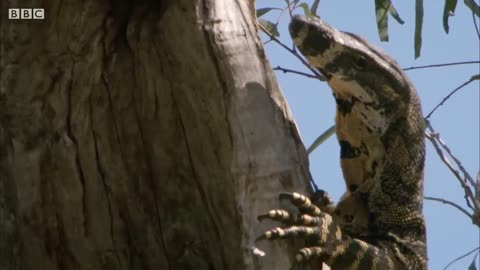 Monitor Lizard Fights Mother Possum FOR HER Baby| Mystery of Wildlife