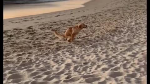 Oh, my God. What do I see? Dog potty on the beach?