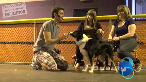 DOG TRANING how to train any dog