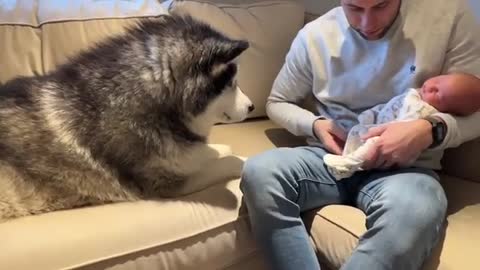 Alaskan Malamute Meets Newborn Baby! And The Cat Too!! (So Cute!!)