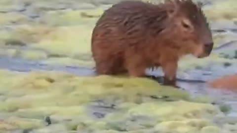 Why Is THIS CAPYBARA riding a CROCODILE AND A PELICAN_ ------