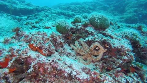 Diving in Kyrá island from Saronic gulf in Greece