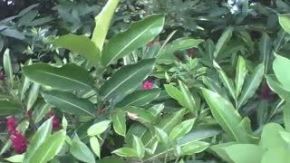 A small garden with alpine plants in the botanical garden, what flowers! [Nature & Animals]