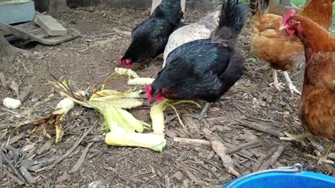 Leftover Corn on the Cob = Yummy Chicken Treats