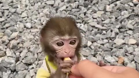 CUTE MONKEY BABY 🍼🐒