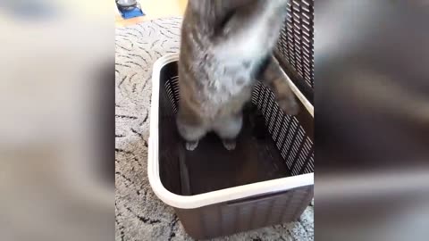 Funny cat