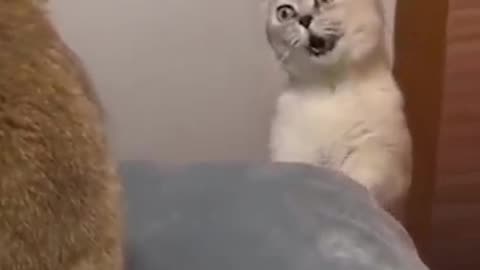 Cute cat funny video