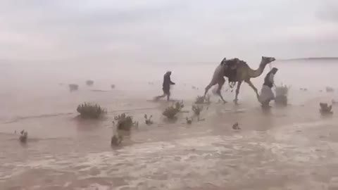 Camel - desert