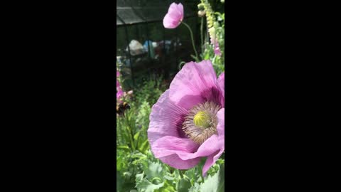 Honey Bee and Bumble bee collecting pollen filmed on iPhone in high speed from a poppy