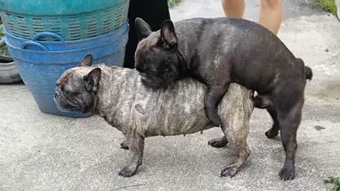 French Bulldog Mating On Street Bangkok