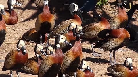 animais MARRECOS IRERÊ fauna pantaneira brasileira pantanal vida selvagem brazilian brazil