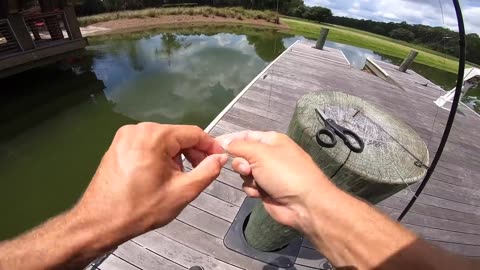 Huge catfish being caught with enormous livebait! (Fishing on Banks)