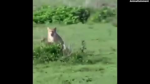 Animal Fighting Videos | Cheetah VS Gazelle | Animal Fights to The Death Video | Animal Wild