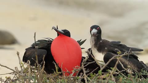 Beautiful Frigate Bird