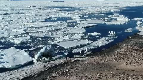 Cape Hallett Adélie Penguin Colony. The sea ice is melting down in summer.