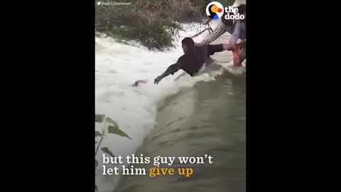 DROWNING Dog Rescued by AWESOME Men | The Dodo