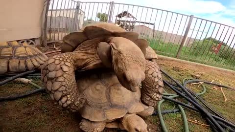 Baby Tortoises Hatching Out of the Ground-11