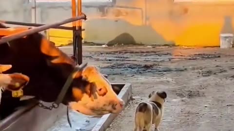 Funny Animal Videos 2023 Best Dogs And Cats Videos 😺😍 #Dog🐶