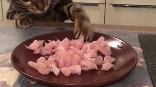 Kitty Stealing Some Dinner Sends Plate Flying