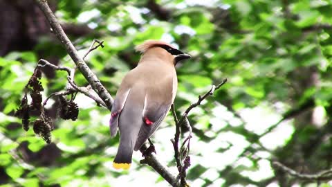 Cedar Waxwing Bird Nature Wild Wildlife Perched