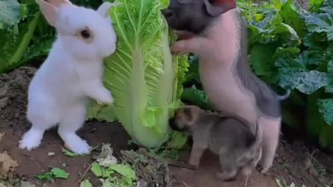 pretty garden with very fun animals