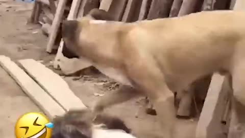 Funny animal video 🤣