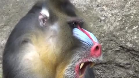 Dangers monkey #videovirel#shortvideo