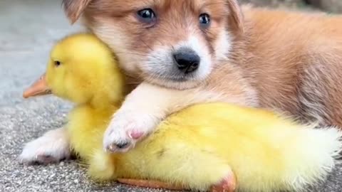 Cute dog and funny animals 🐕🐤 | #dog | #animals