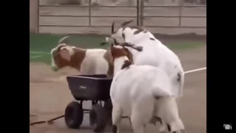 Goats are the FUNNIEST ANIMALS!!!