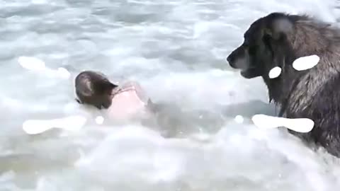 Dog has her Back | Cute Video |