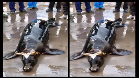 A whale shark with a cow's mouth. Could it be real. or is it Created by AI.