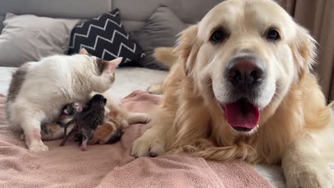 Golden Retriever Meets Mom Cat with Newborn Kittens for the First Time