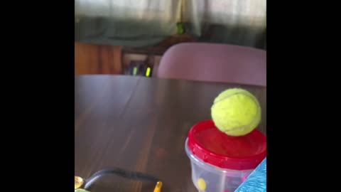 Jumping dog really wants tennis ball