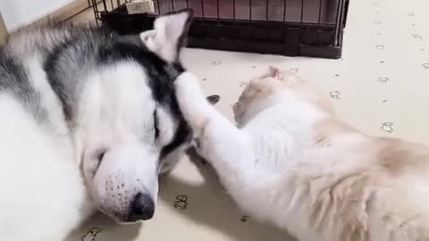 lets nap together -- CjCannel _ TW_-__peace _husky