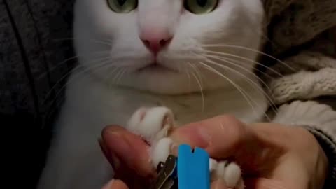 Lovely cats play in bed while owner is sleeping