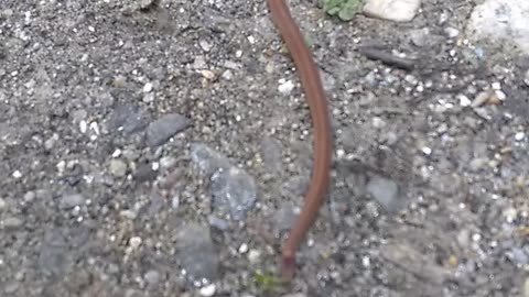 Texas Brown Snake