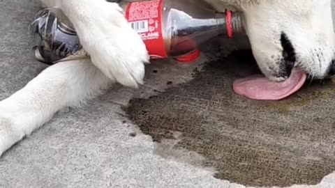 Pup Pours Itself Some Coca-Cola