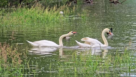 Swans and ducks by the river / beautiful water birds in nature / animals by the river.