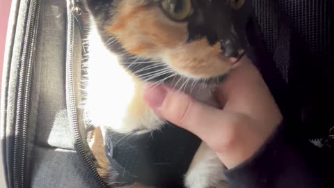 Cute Kitty Is a Calm Plane Passenger