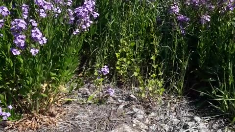 Psalm 8:1 and the beautiful flowers of Spring in Watertown, Wisc. 5,26,23