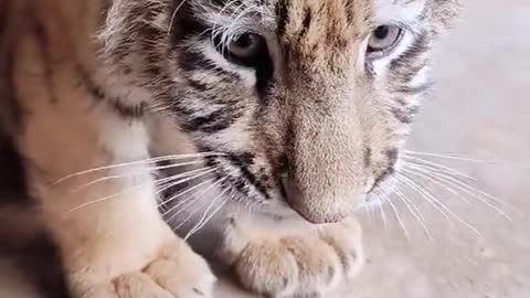 The cub of Siberian tiger has eaten. I suspect that guy came to wipe his mouth!