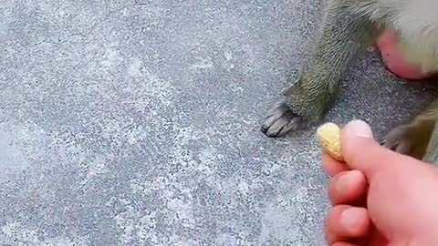 Monkeys eat peanuts