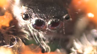 Inside a Jumping Spider’s Brain | ScienceTake | The New York Times