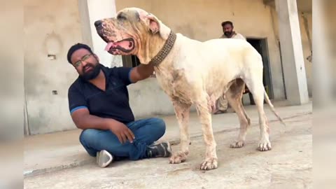 Bully Dog breed Biggest Fog Breed In the World