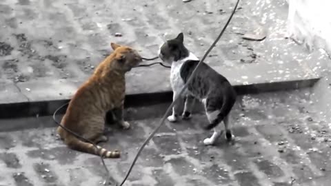 Real Cat fight 2