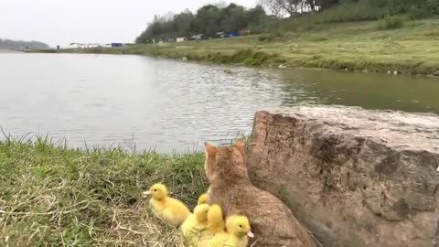 The kitten takes three ducklings on an outdoor trip! happy duck🐥Cute and interesting animal video