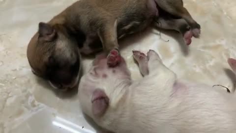 Cutest baby animals