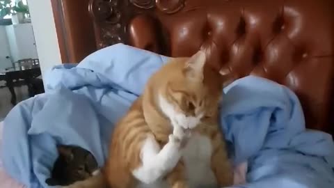 Cat Eating Her Cat!!!