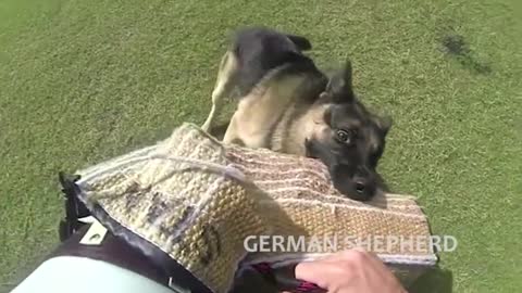 🖼 Extreme Trained & Disciplined German Shepherd Dogs →